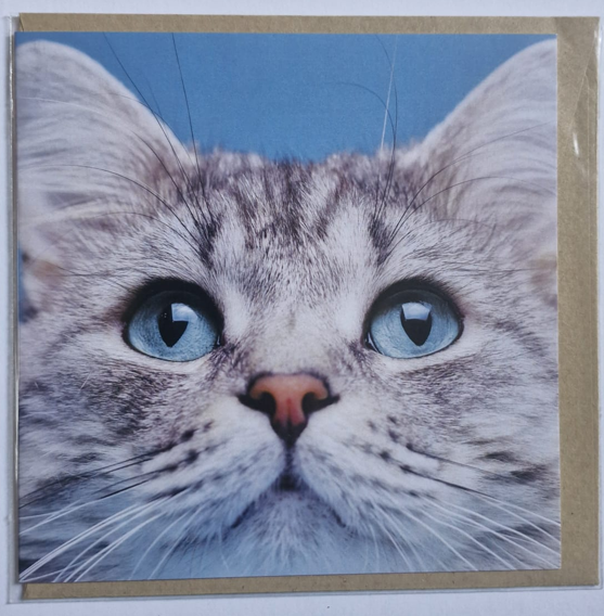 Grey Cat - Blank Greeting Card