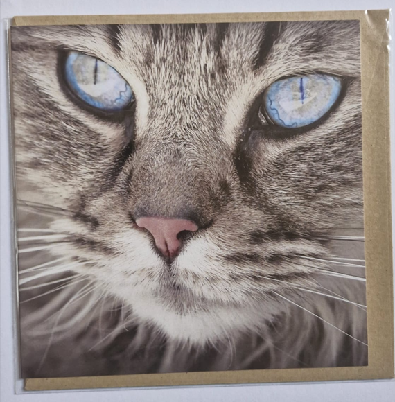 Grey Tabby - Pet Sympathy Card