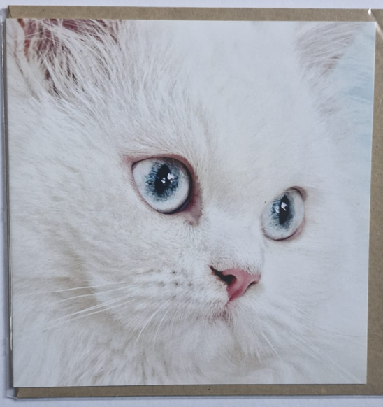 White Cat - Pet Sympathy Card