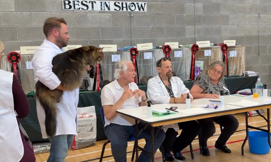What a Recent Cat Show Taught Me About JamCat