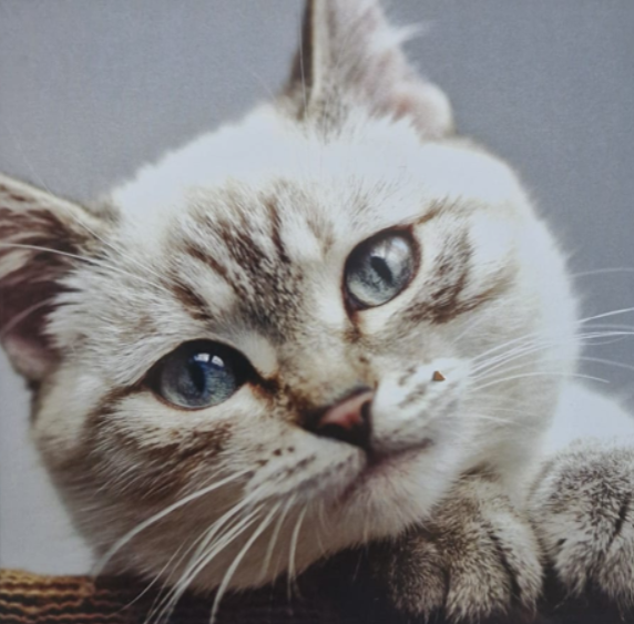 My World - Cat Love Greet Card