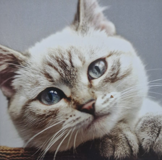 My World - Cat Love Greet Card