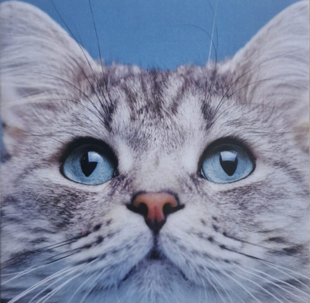 Grey Cat - Blank Greeting Card