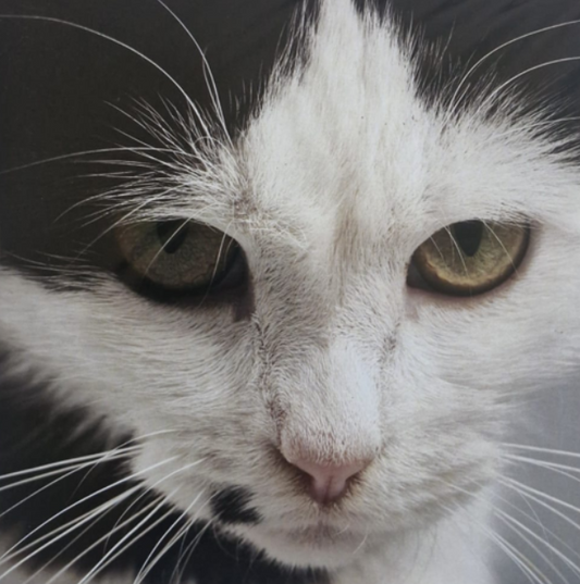 What's Another Year - Birthday Greeting Card