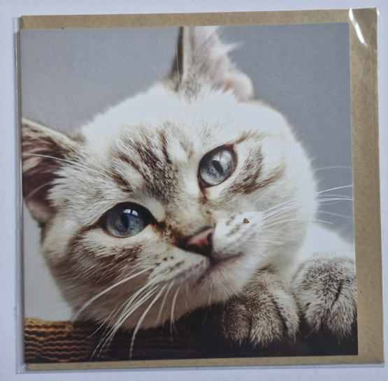 My World - Cat Love Greet Card