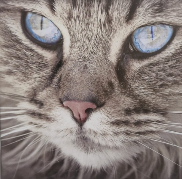 Grey Tabby - Pet Sympathy Card