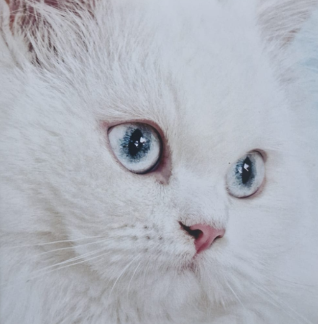 White Cat - Pet Sympathy Card